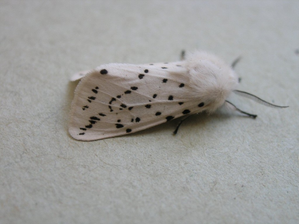 White Ermine (Spilosoma lubricipeda)