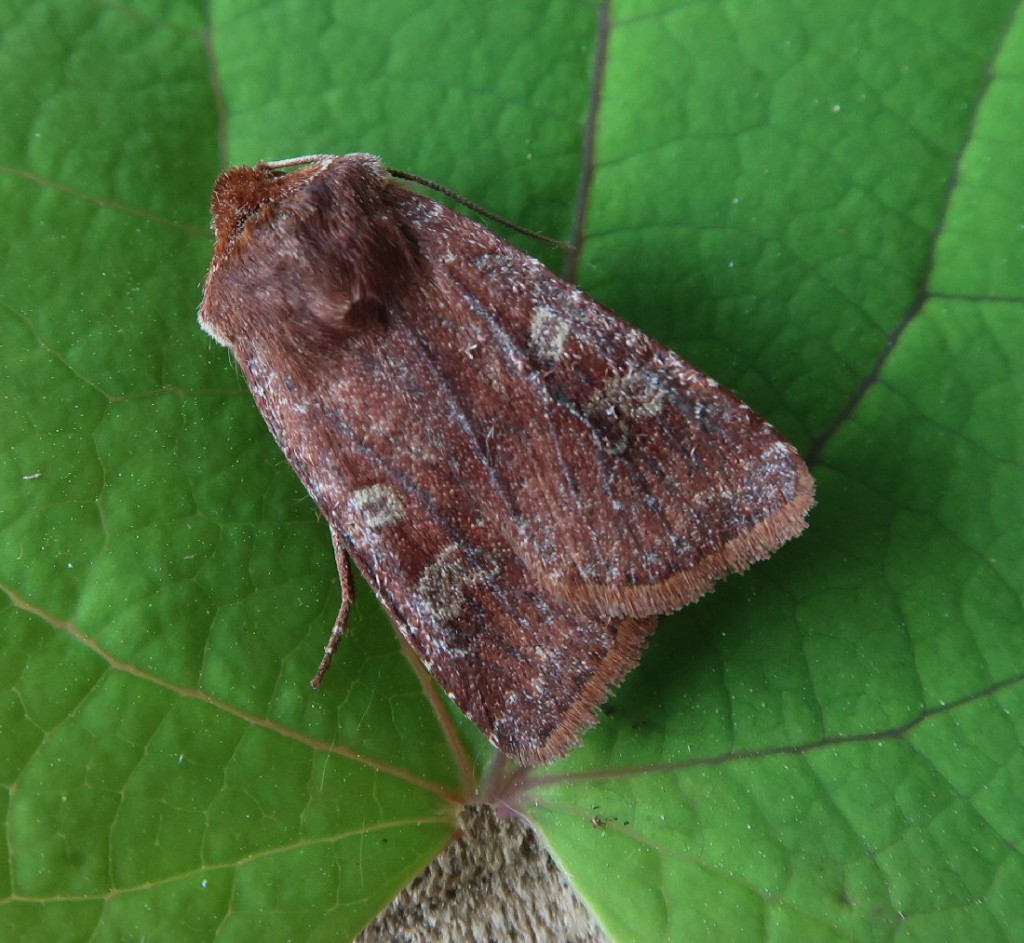 White-marked (Cerastis leucographa)
