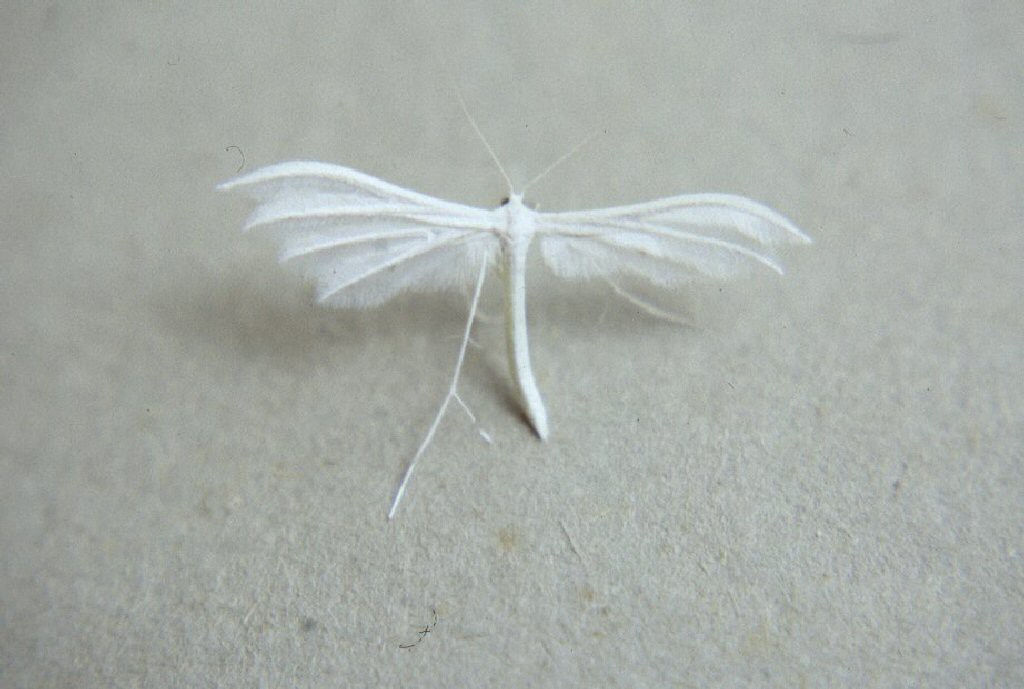 White Plume Moth (Pterophorus pentadactyla)