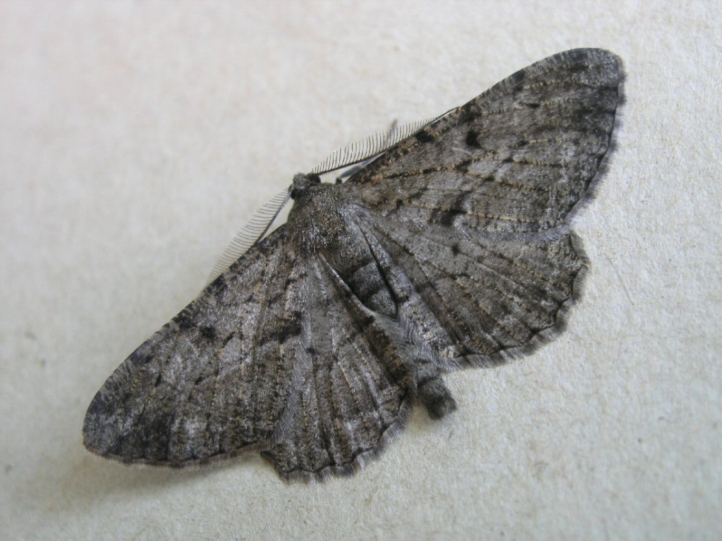 Willow Beauty (Peribatodes rhomboidaria)