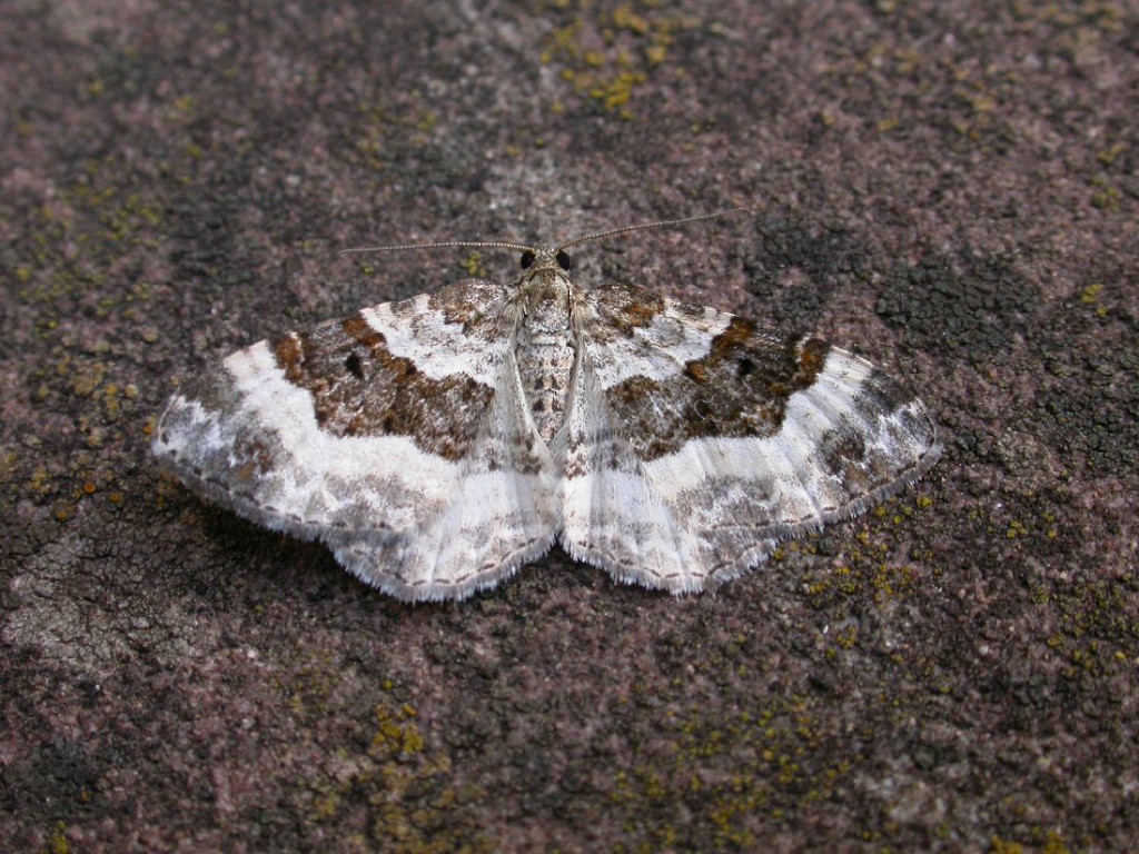 Wood Carpet (Epirrhoe rivata)