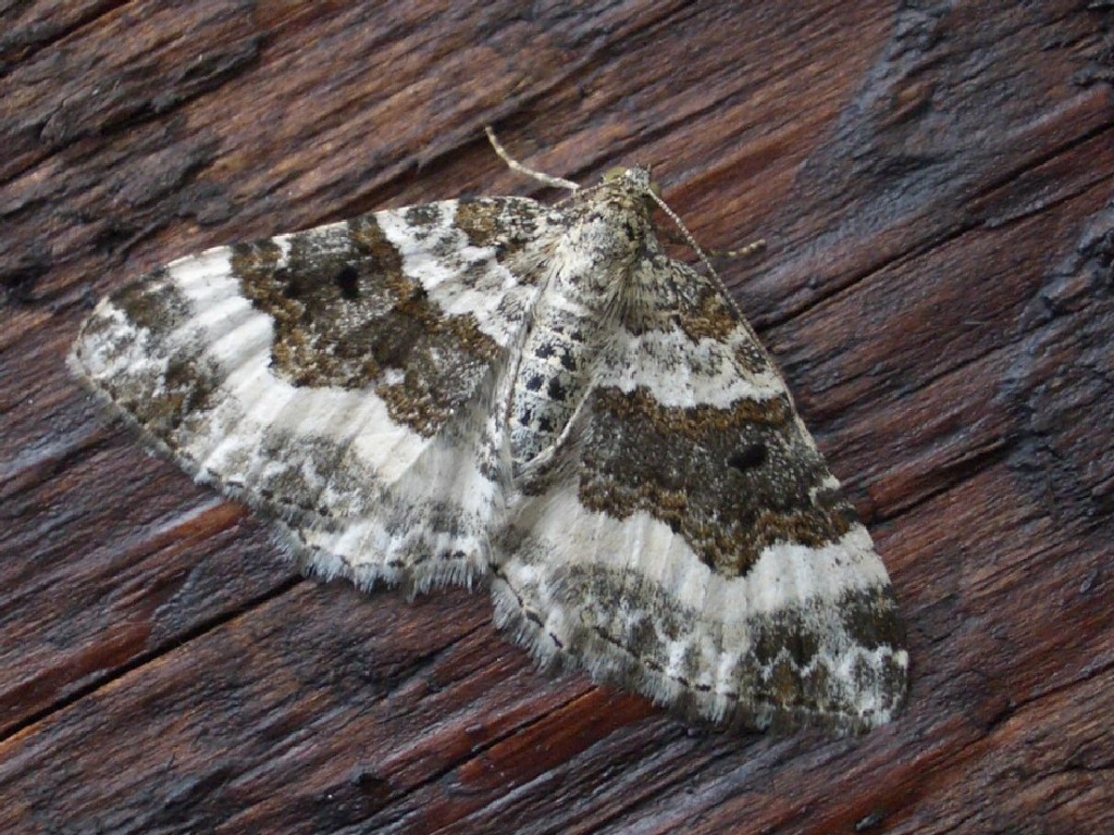 Wood Carpet (Epirrhoe rivata)
