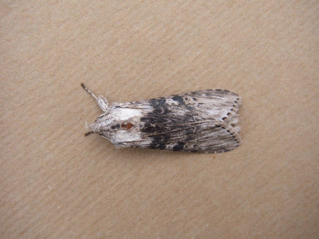 The Wormwood (Cucullia absinthii)