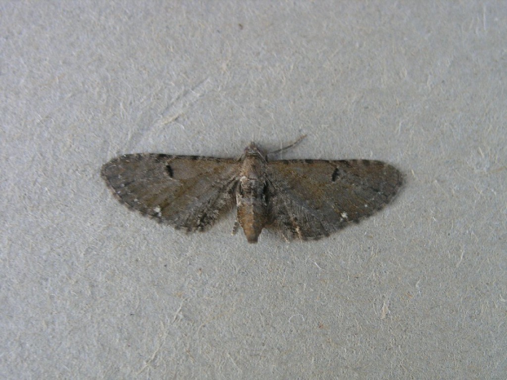 Wormwood Pug (Eupithecia absinthiata)