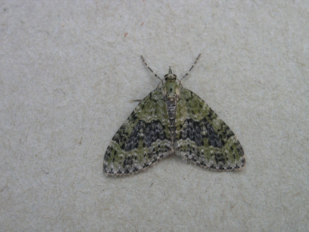 Yellow-barred Brindle (Acasis viretata)