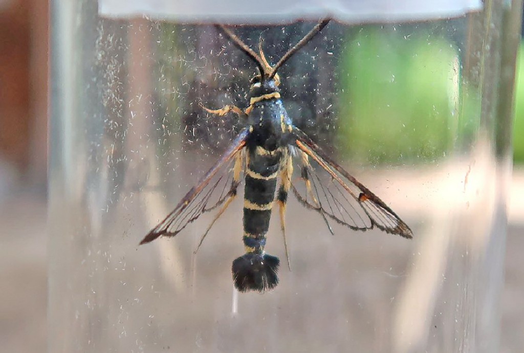 Yellow-legged Clearwing (Synanthedon vespiformis)