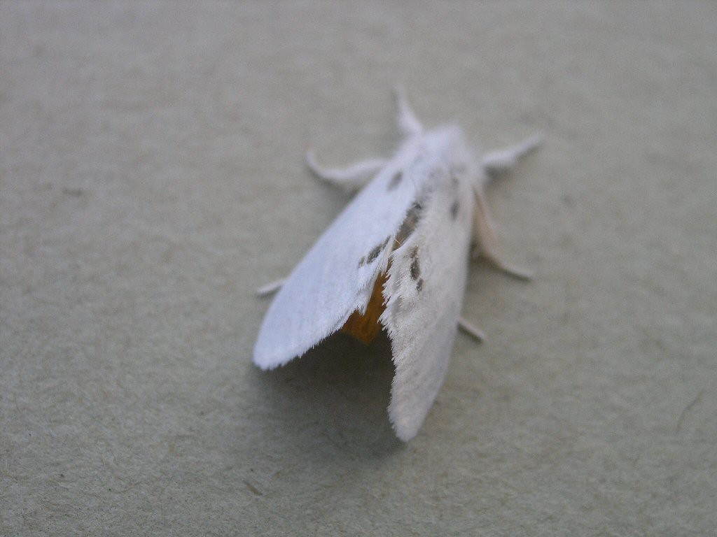 Yellow-tail (Euproctis similis)