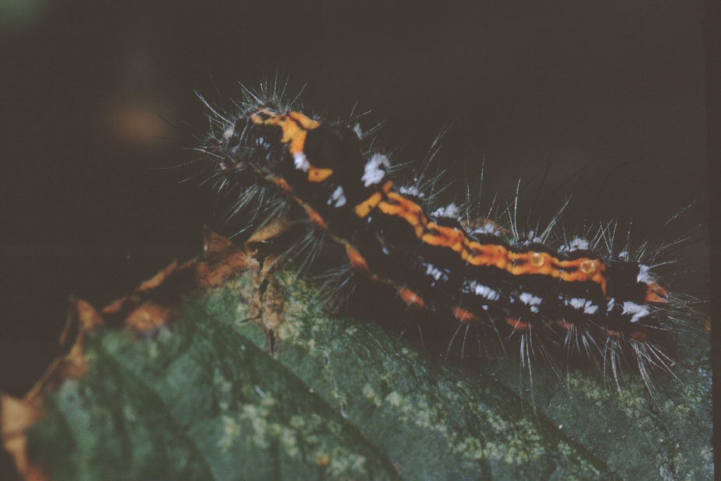 Yellow-tail (Euproctis similis)