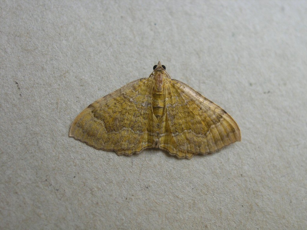 Yellow Shell (Camptogramma bilineata)