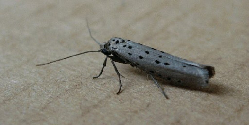 (Yponomeuta sedella)