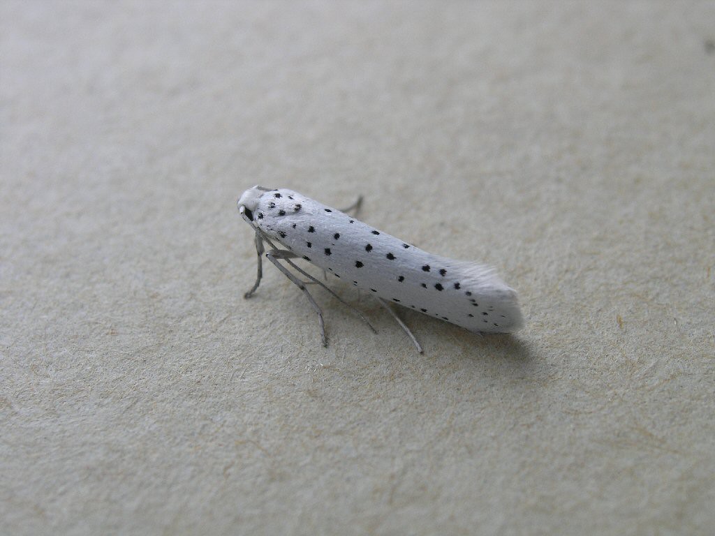 Spindle Ermine (Yponomeuta cagnagella)