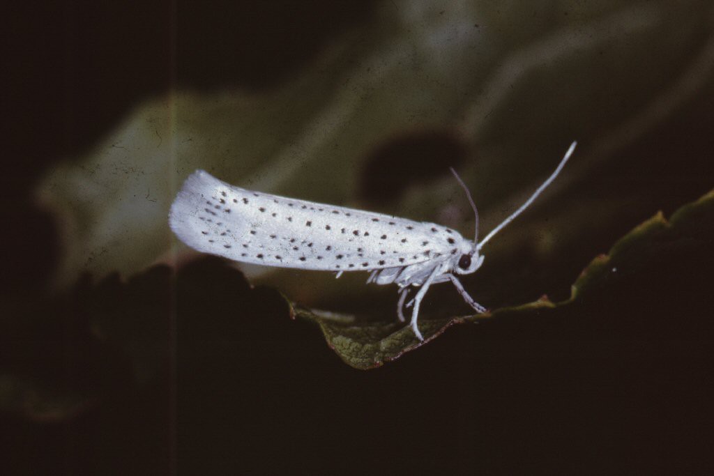 Bird-cherry Ermine (Yponomeuta evonymella)