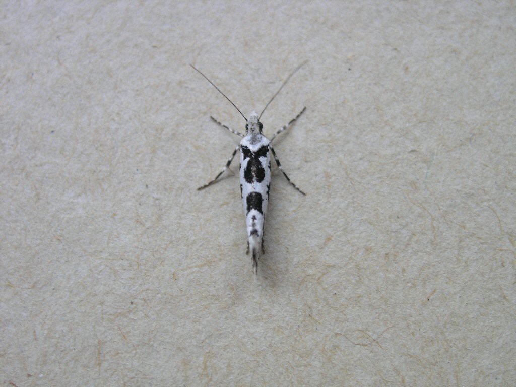 (Ypsolopha sequella)