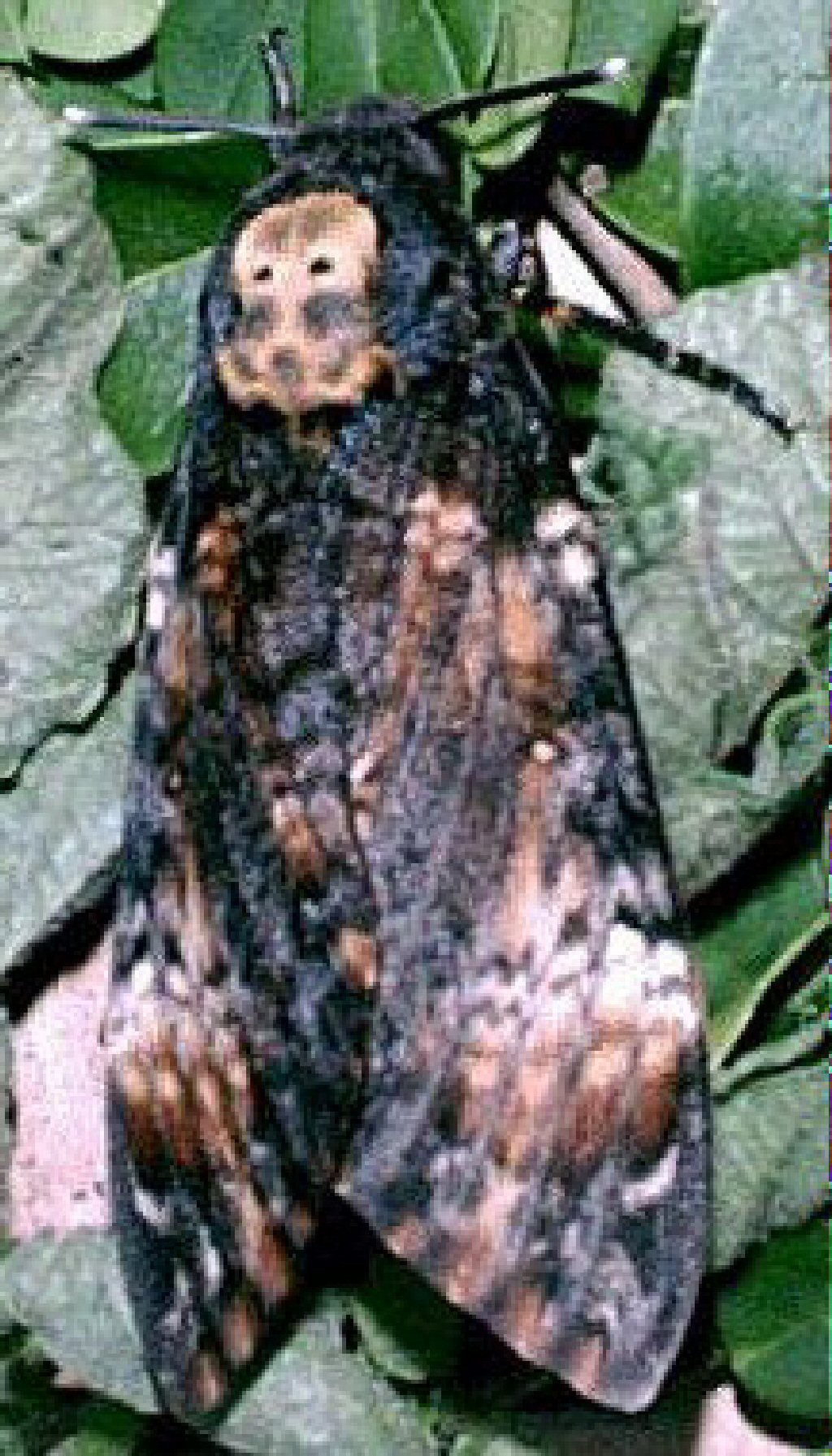 Death's-head Hawk-moth (Acherontia atropos)