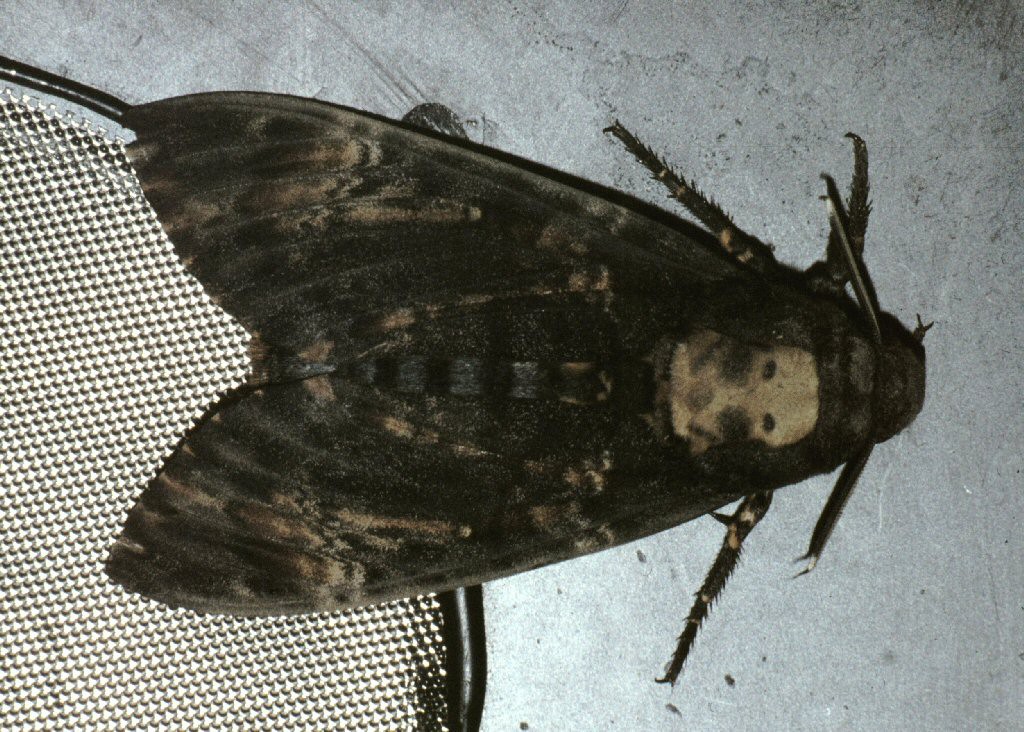 Death's-head Hawk-moth (Acherontia atropos)