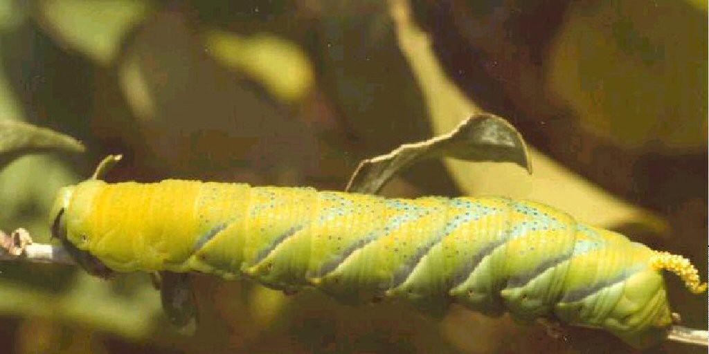 Death's-head Hawk-moth (Acherontia atropos)