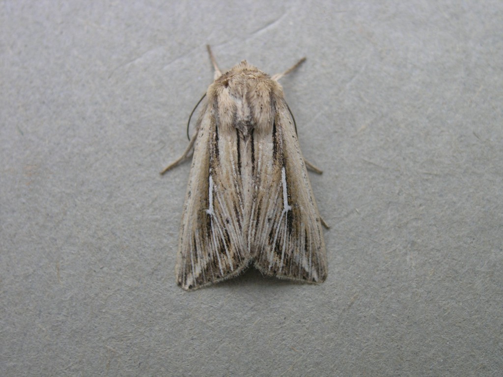 L-album Wainscot (Mythimna l-album)