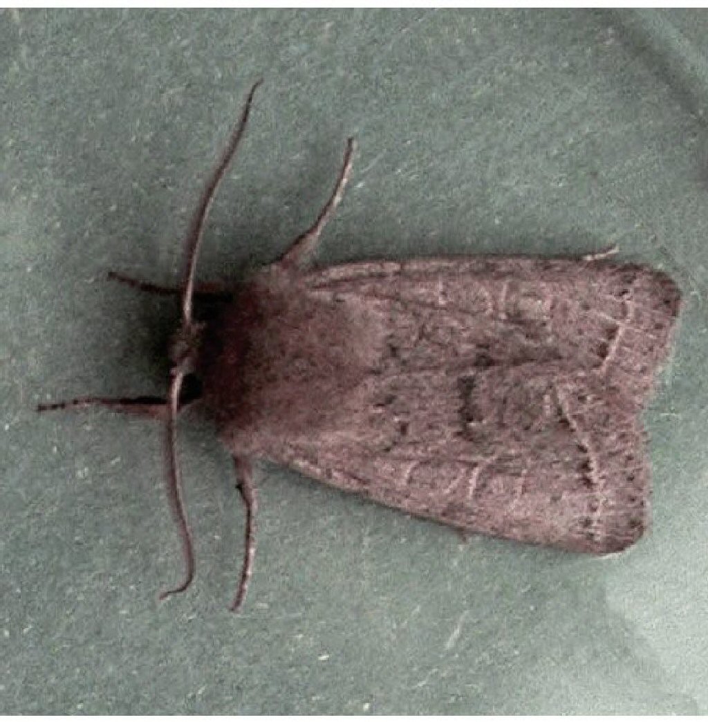 Lead-coloured Drab (Orthosia populeti)