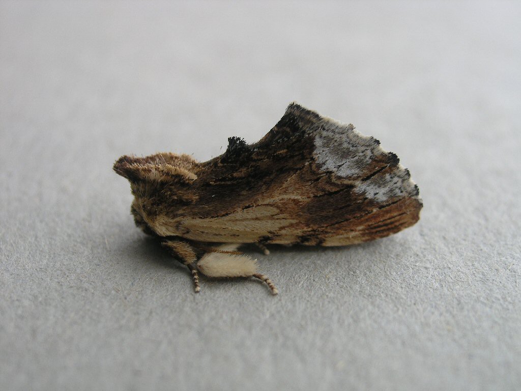 Maple Prominent (Ptilodon cucullina)