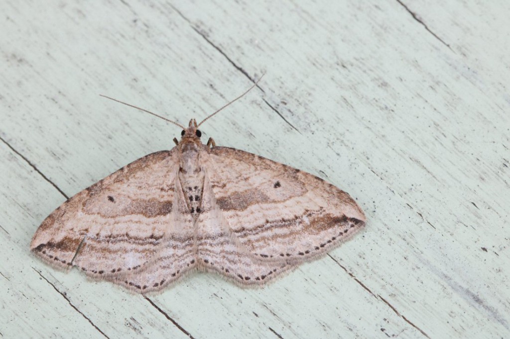Oblique Carpet (Orthonama vittata)
