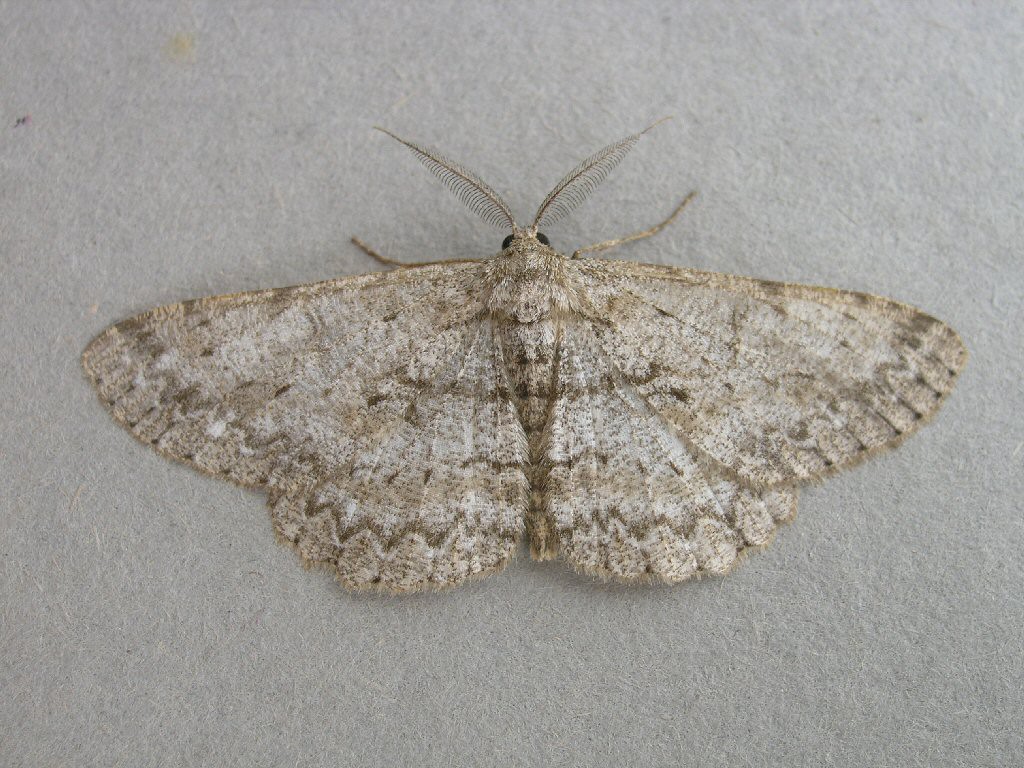 Pale Oak Beauty (Hypomecis punctinalis)