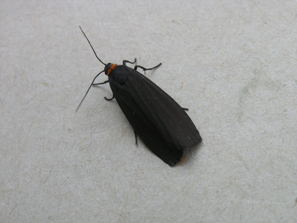 Red-necked Footman (Atolmis rubricollis)
