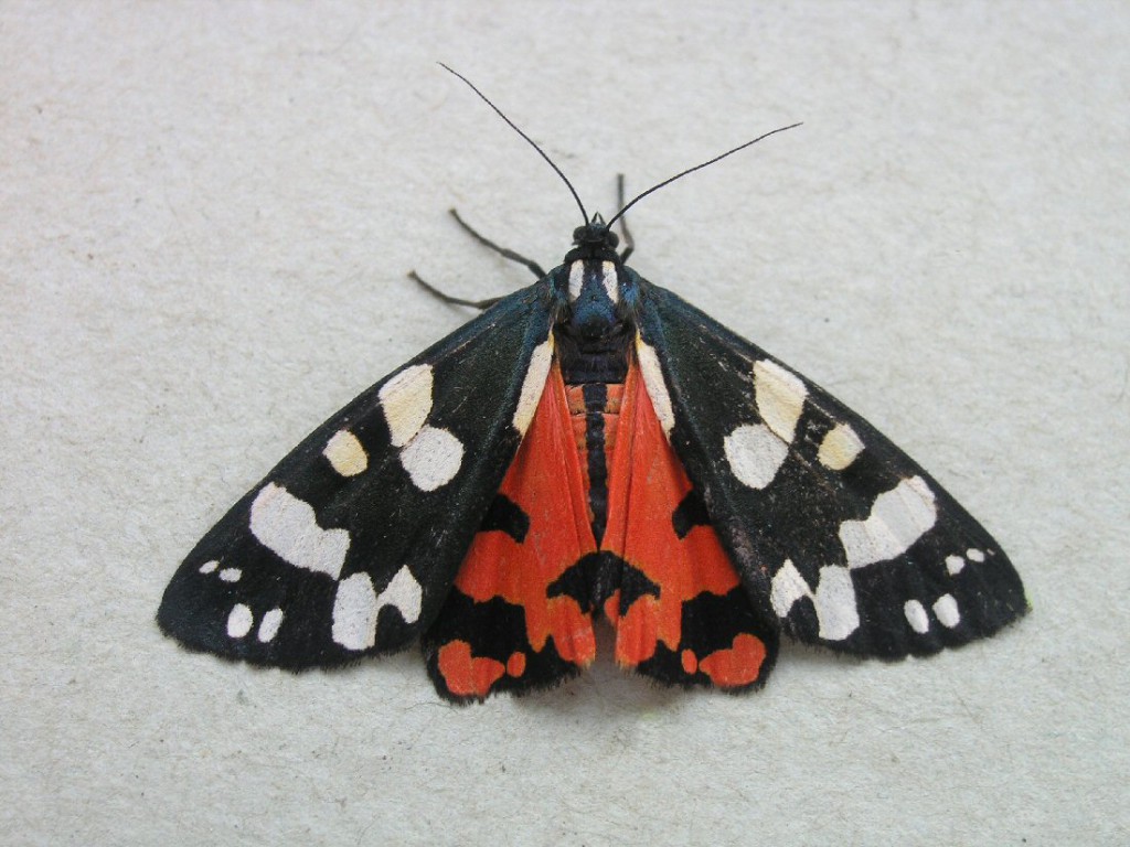 Scarlet Tiger (Callimorpha dominula)
