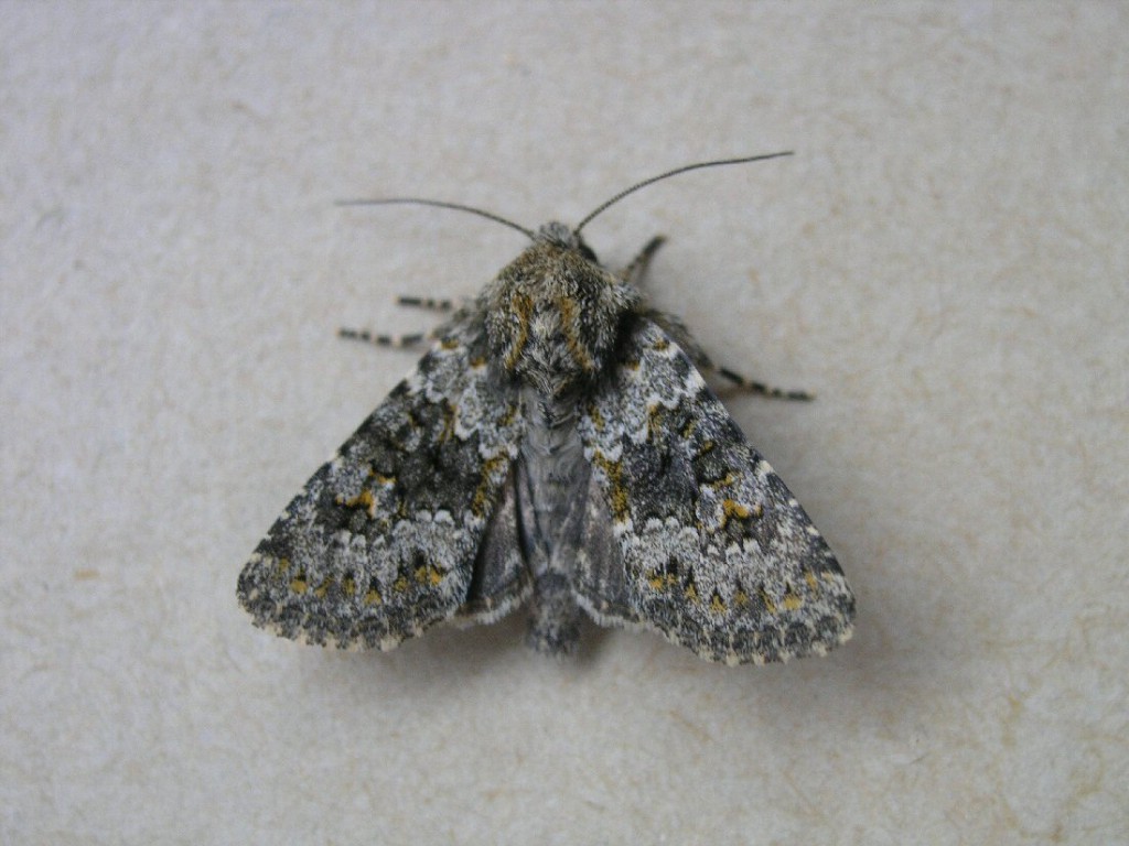 Small Ranunculus (Hecatera dysodea)