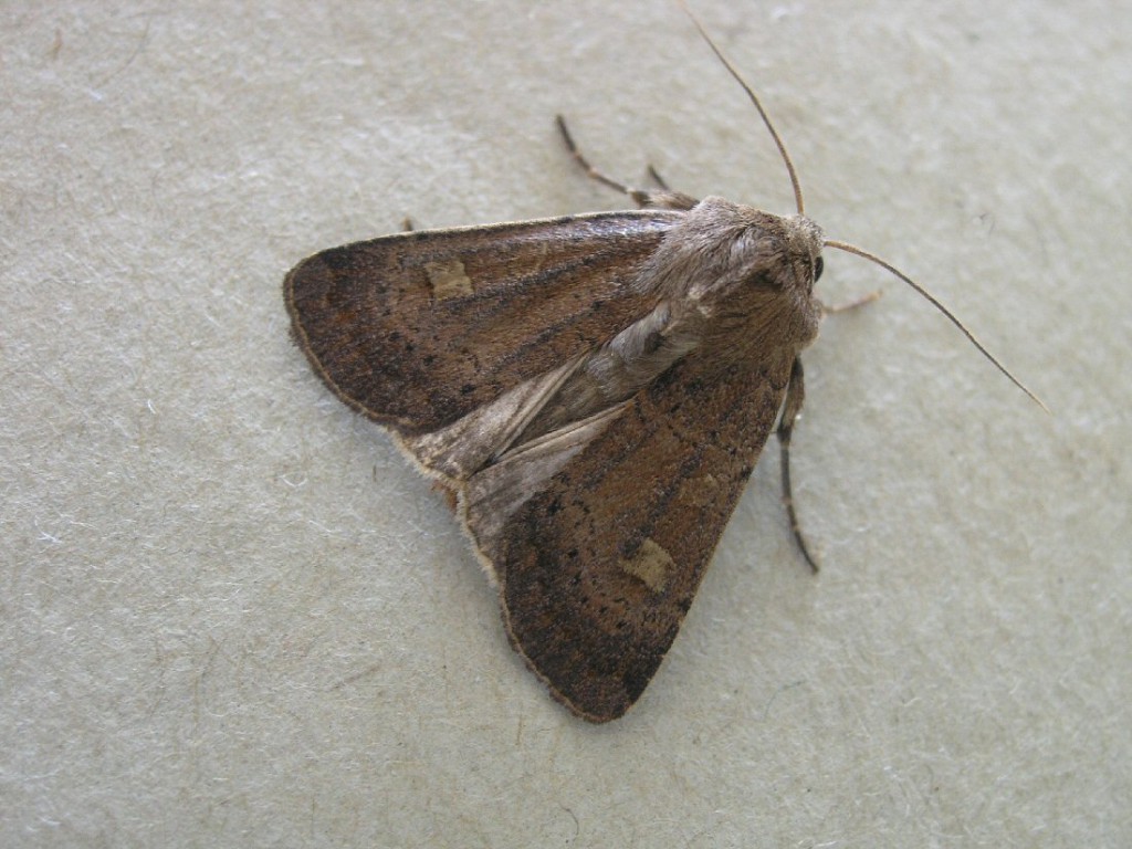 Square-spot Rustic (Xestia xanthographa)
