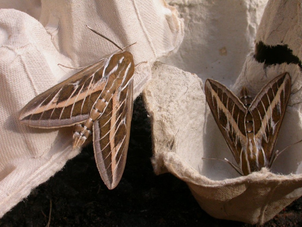 Striped Hawk-moth (Hyles livornica)