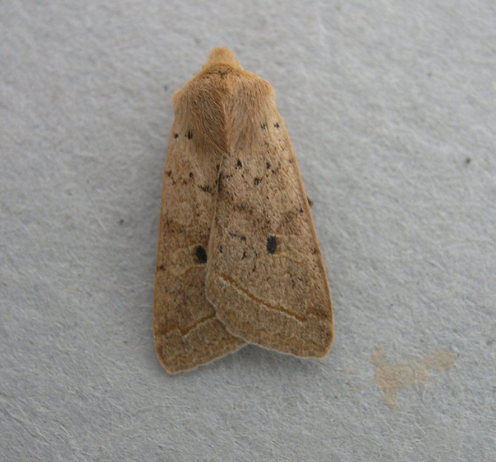 Yellow-line Quaker (Agrochola macilenta)