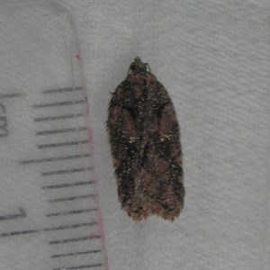 (Acleris abietana)