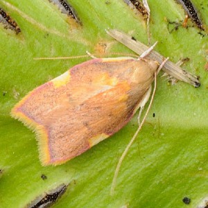 (Acleris holmiana)