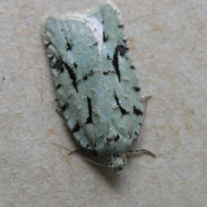 (Acleris literana)