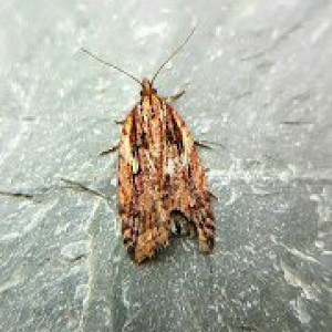 (Acleris umbrana)