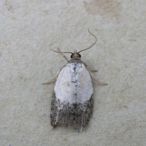 Garden Rose Tortrix (Acleris variegana)