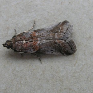 (Acrobasis advenella)