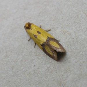 (Agapeta zoegana)