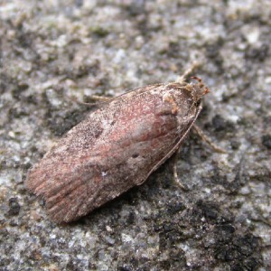 (Agonopterix purpurea)