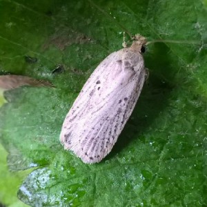 (Agonopterix yeatiana)