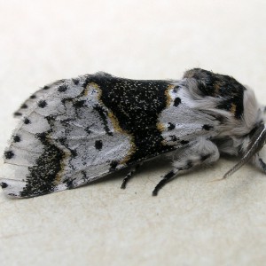 Alder Kitten (Furcula bicuspis)