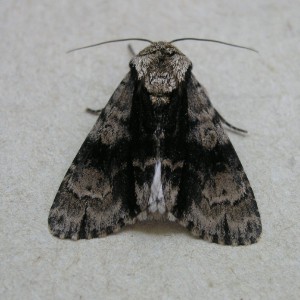 Alder Moth (Acronicta alni)