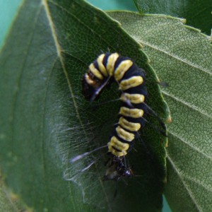 Alder Moth (Acronicta alni)