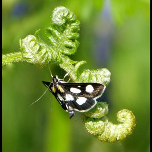 Anania funebris