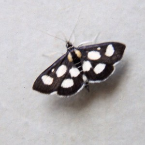 (Anania funebris)