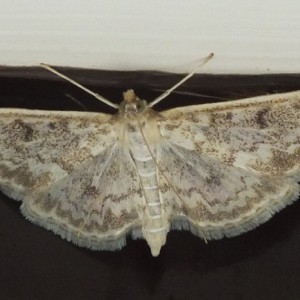 (Anania perlucidalis)