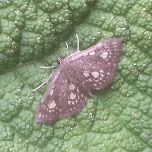 (Anania stachydalis)