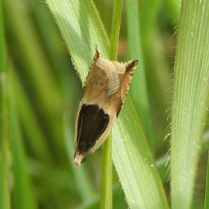 (Ancylis badiana)