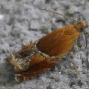 (Ancylis obtusana)
