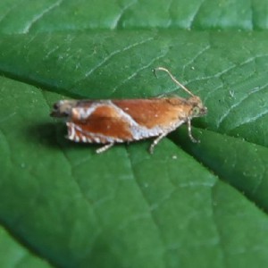 (Ancylis obtusana)